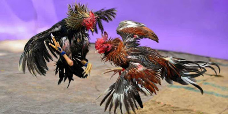 giao-dien-tich-hop-du-chi-tiet-thong-tin