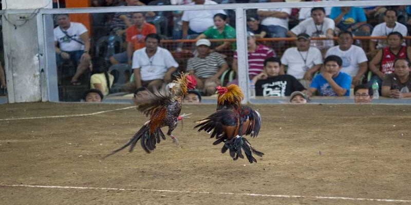 tim-hieu-mot-so-thong-tin-ve-tro-choi-da-ga-philippines