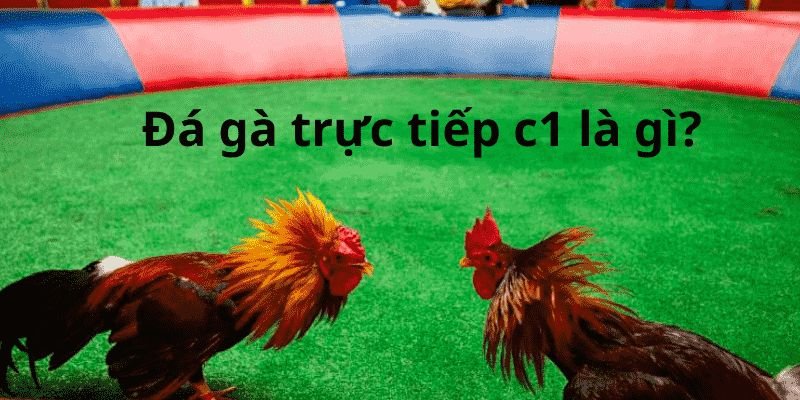 truc-tiep-da-ga-c1-la-gi